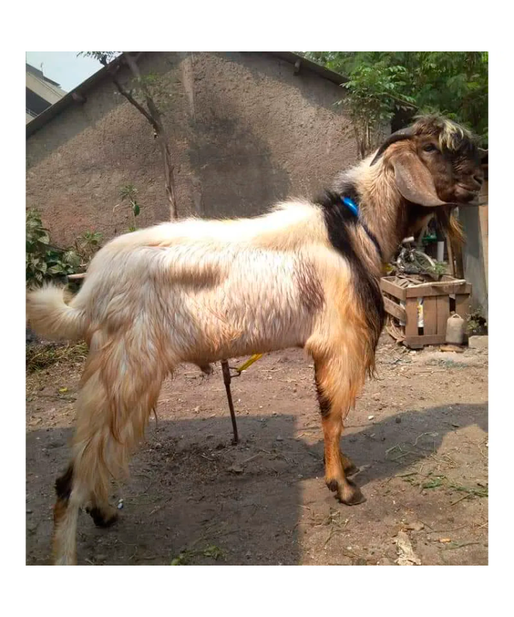 Kambing Jawarandu - Image 3