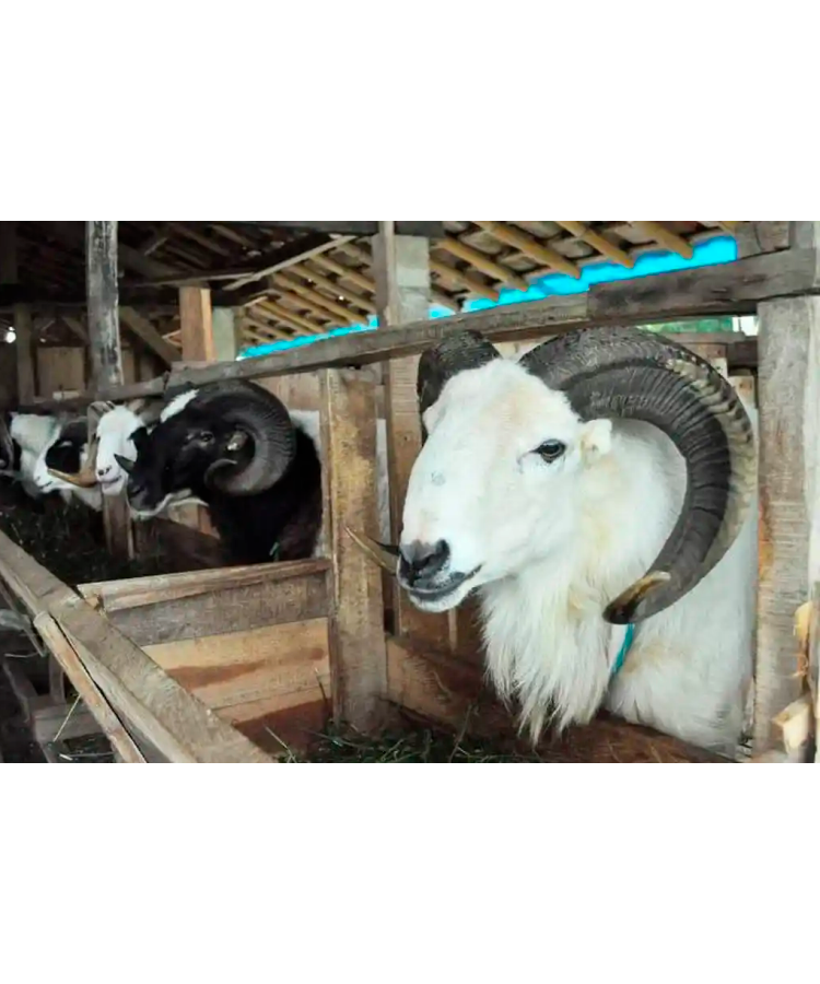 Domba Garut - Image 3