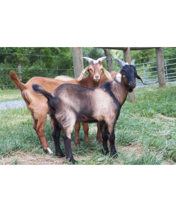 Kambing Kacang