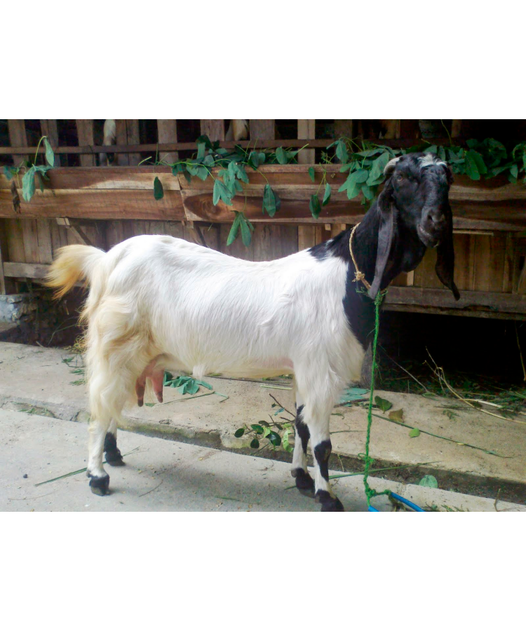 kambing PE (Peranakan Etawa) - Image 2
