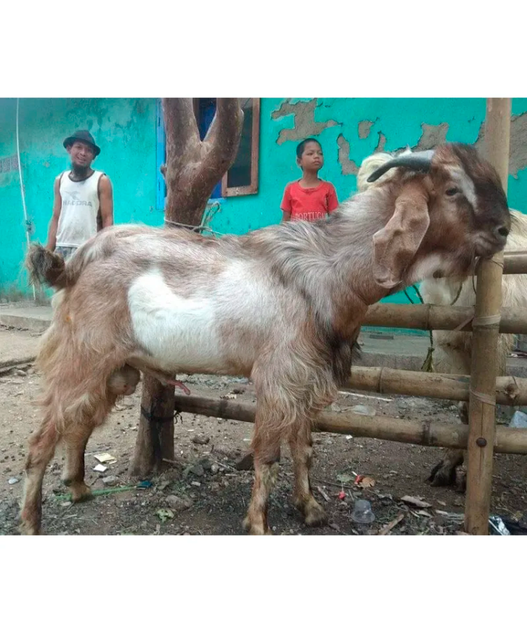 Kambing Jawarandu - Image 2
