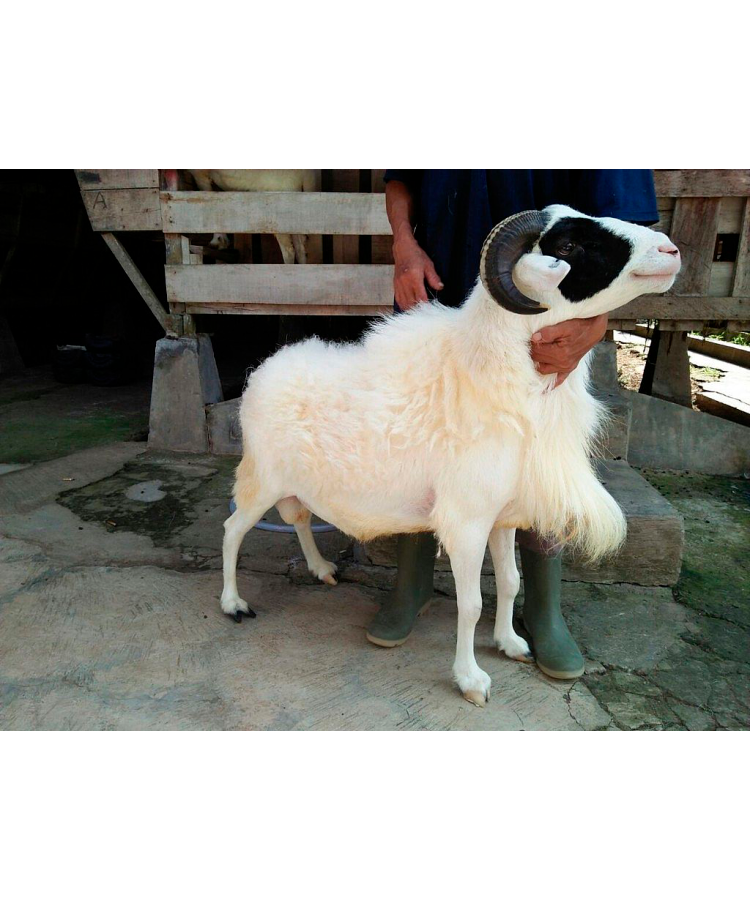 Domba Garut - Image 2