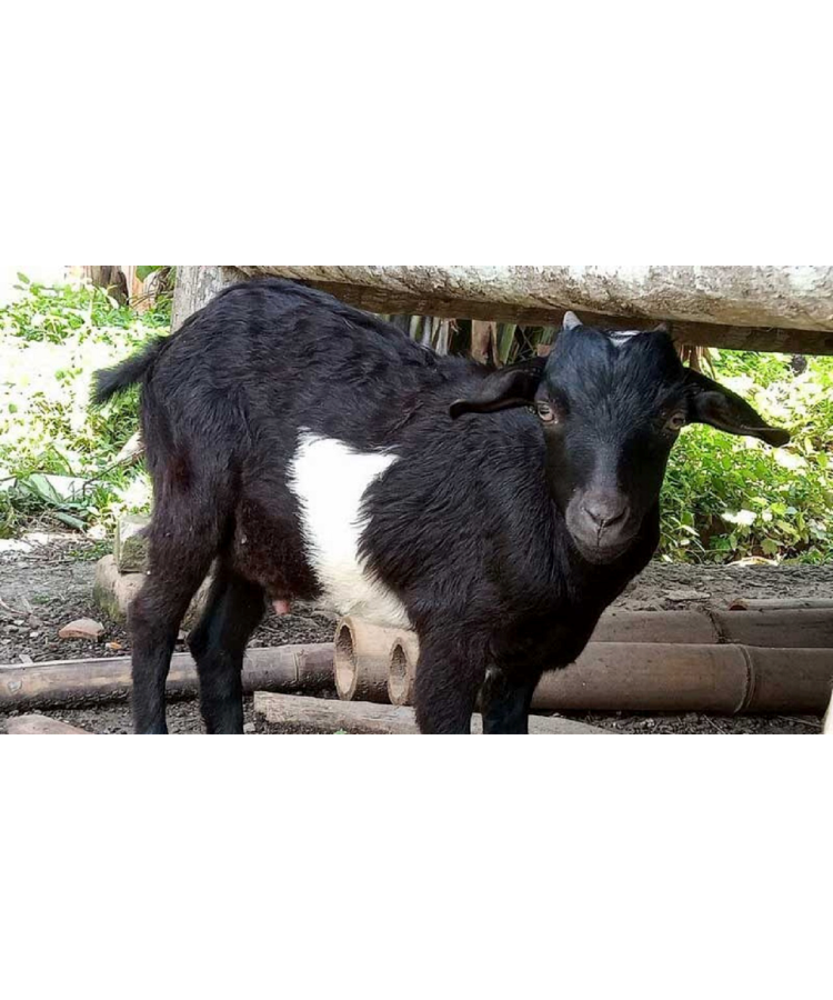 Kambing Kacang - Image 2