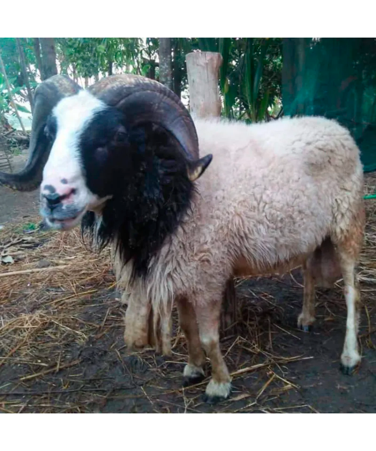 Domba Garut