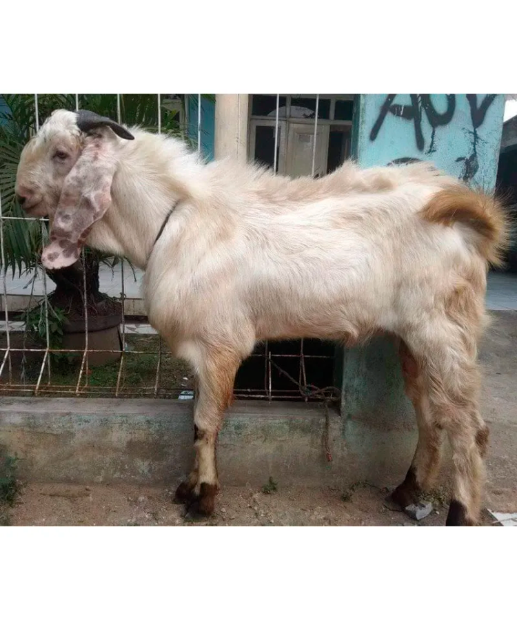 Kambing Jawarandu